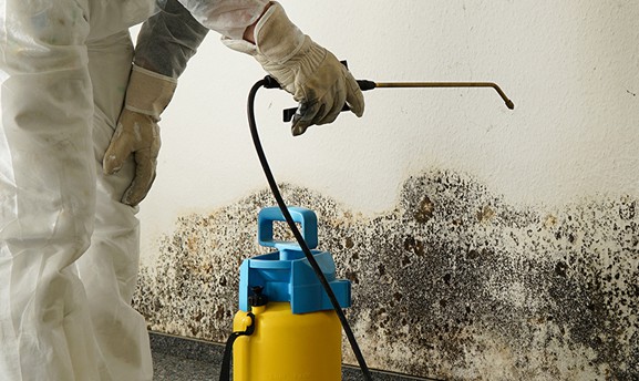 mold remediation